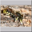 Anthidium manicatum - Grosse Wollbiene m17 13mm Garten.jpg